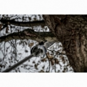 M18 FOPH-CSA PILARKA DO GAŁĘZI MILWAUKEE 4932464957